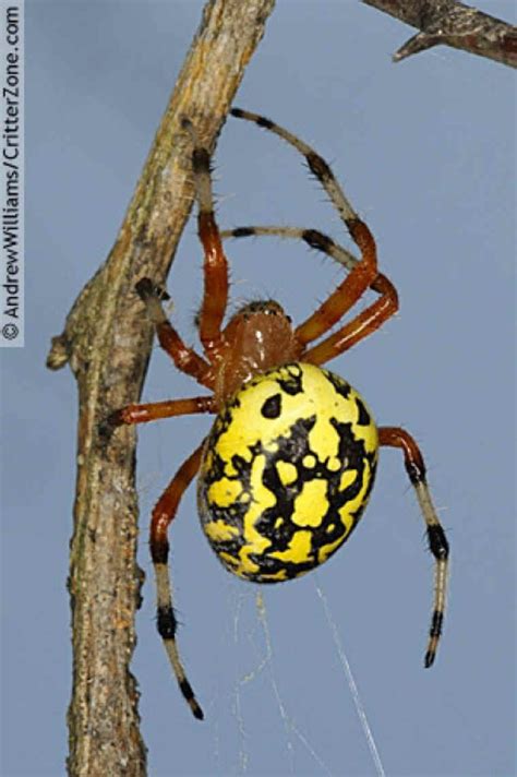 marbled orb weaver spider poisonous.